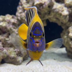 Alternative view of Chrysurus Angelfish