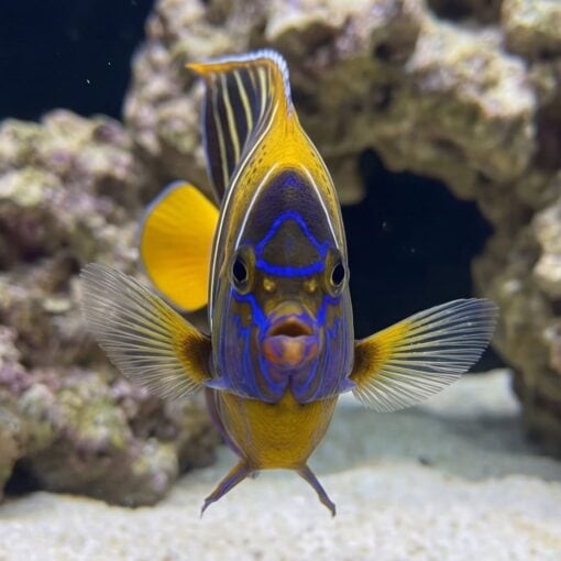 Chrysurus Angelfish - Image 2