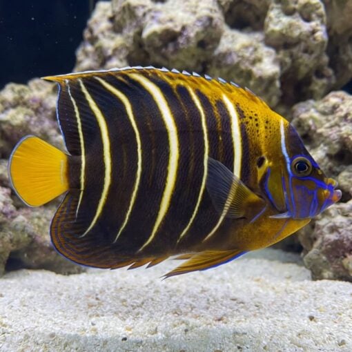 Chrysurus Angelfish - Image 3