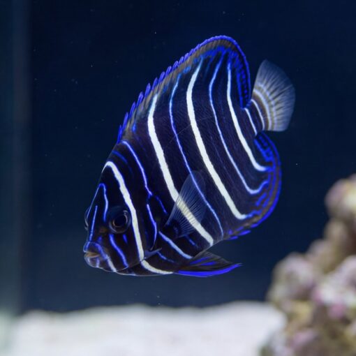 Chrysurus Angelfish - Image 4