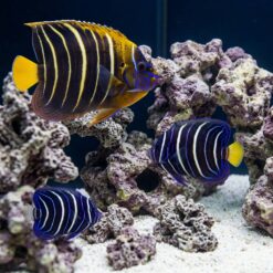 Chrysurus Angelfish