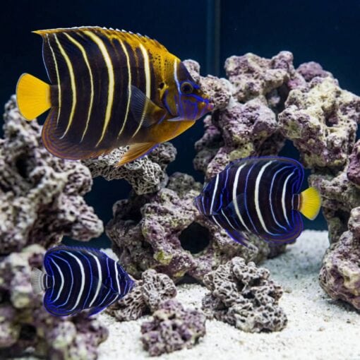 Chrysurus Angelfish