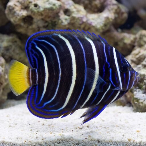 Chrysurus Angelfish - Image 5