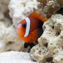 Alternative view of Cinnamon (Flame) Clownfish