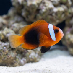 Cinnamon Clownfish: Captive Bred