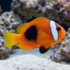 Cinnamon (Flame) Clownfish