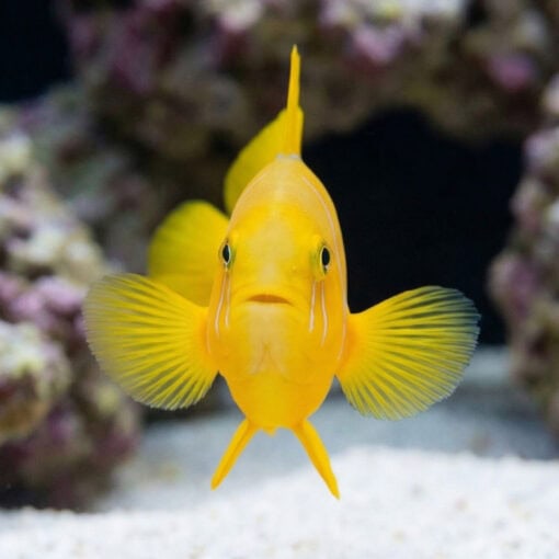 Citron Clown Goby - Image 2