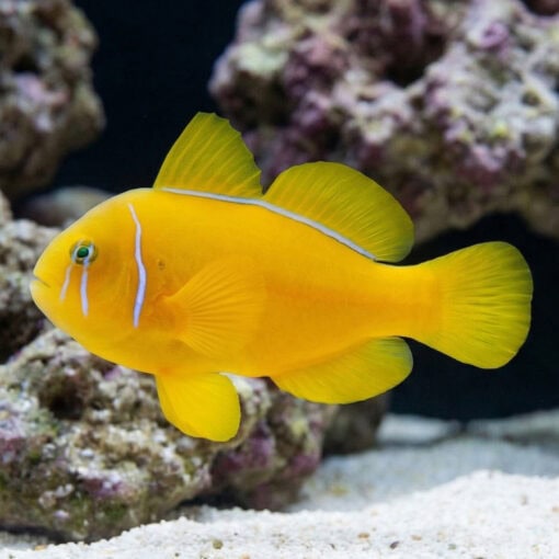 Citron Clown Goby - Image 3
