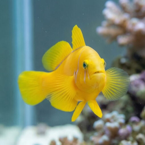 Citron Clown Goby - Image 4