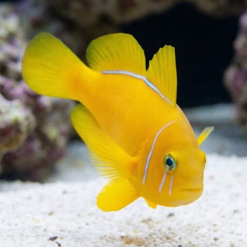 Citron Clown Goby - Image 5
