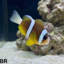 Clarkii Clownfish