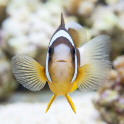 Alternative view of Clarkii Clownfish