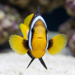 Alternative view of Black Clarkii Clownfish
