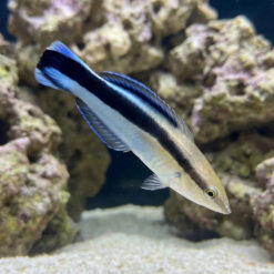 Cleaner Wrasse