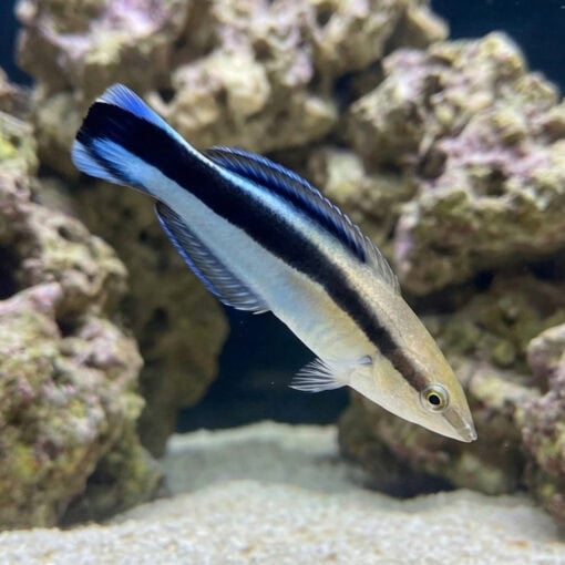 Cleaner Wrasse