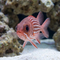 Alternative view of Clearfin Squirrel Fish