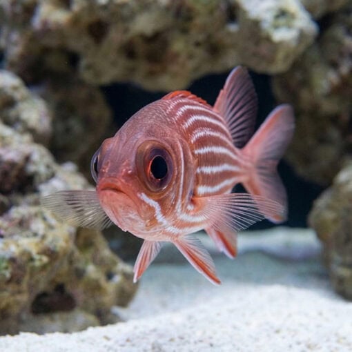 Clearfin Squirrel Fish - Image 2
