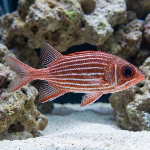 Clearfin Squirrel Fish - Image 3