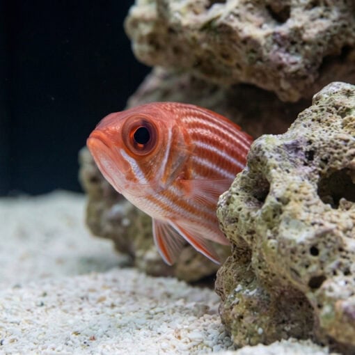 Clearfin Squirrel Fish - Image 5