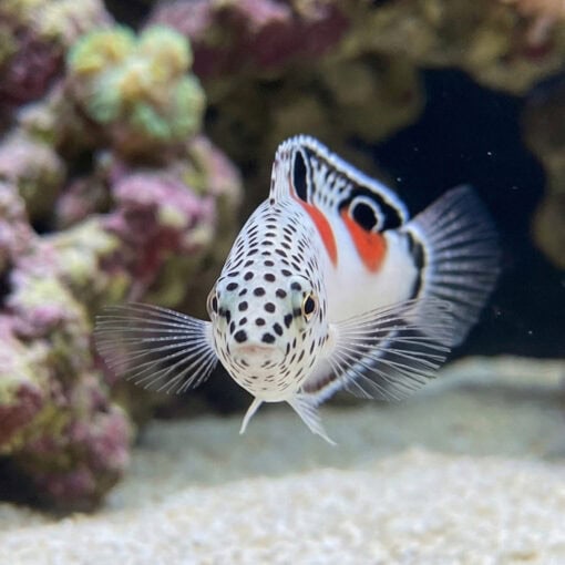 Twin Spot Coris Wrasse - Image 2