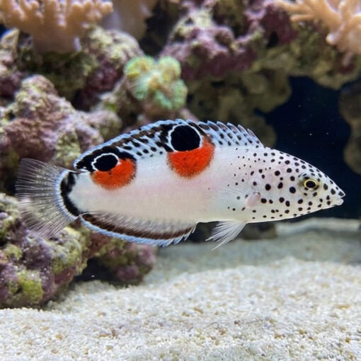 Twin Spot Coris Wrasse - Image 3