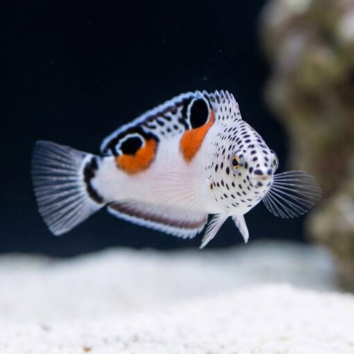Twin Spot Coris Wrasse - Image 4