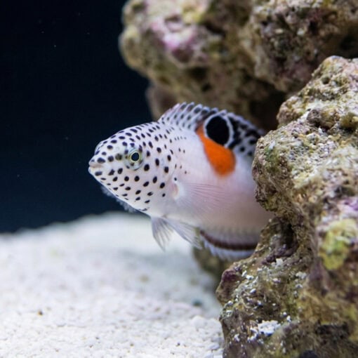 Twin Spot Coris Wrasse - Image 5