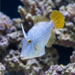 Alternative view of White-Spotted Filefish