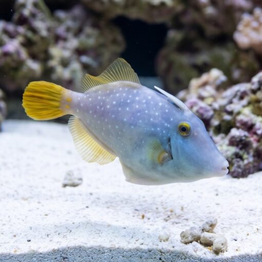 White-Spotted Filefish - Image 3