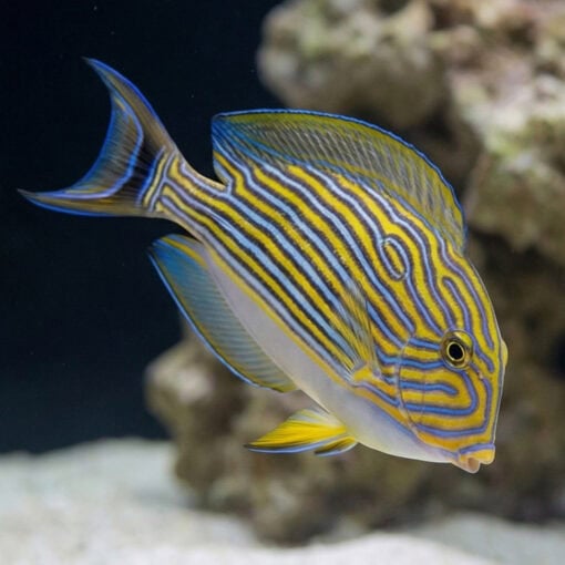 Clown Tang