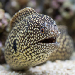 Alternative view of Black-Ear Moray