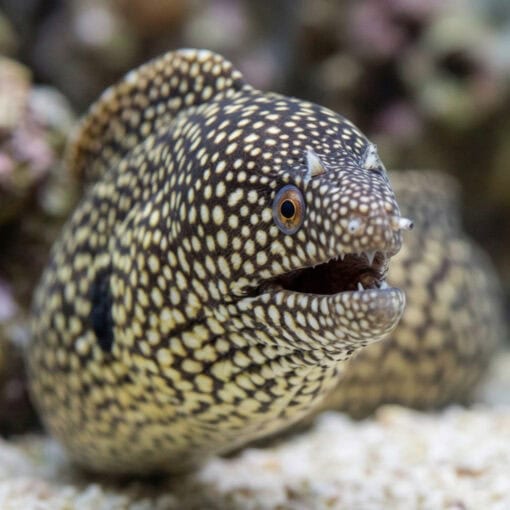 Black-Ear Moray - Image 2
