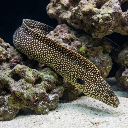 Black-Ear Moray - Image 3