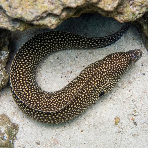 Black-Ear Moray - Image 4