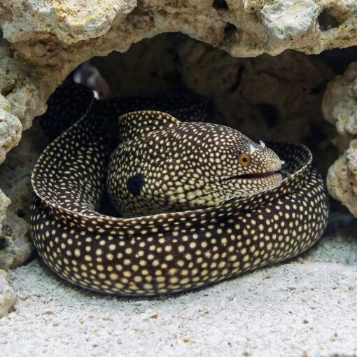 Black-Ear Moray - Image 5