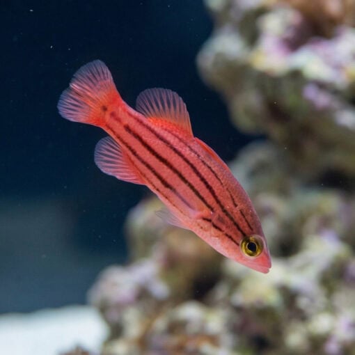 Collette's Reef Basslet