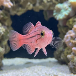 Alternative view of Collette's Reef Basslet