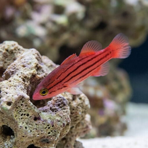 Collette's Reef Basslet - Image 3
