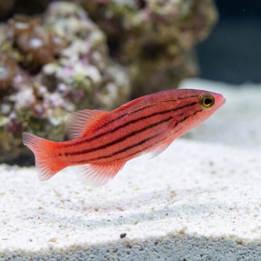 Collette's Reef Basslet - Image 4
