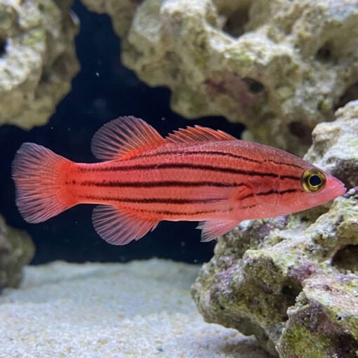 Collette's Reef Basslet - Image 5