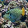 Colored Filefish