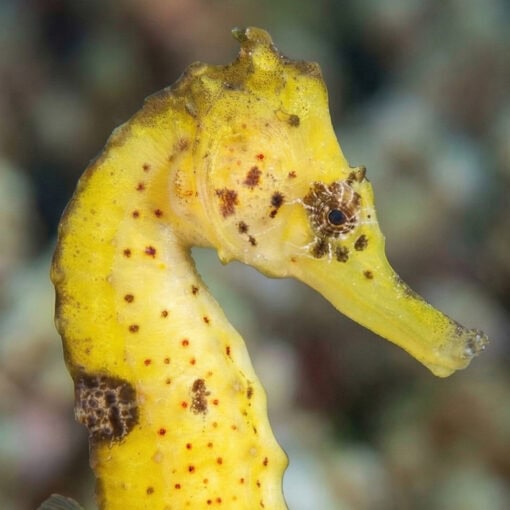 Kuda Black Seahorse - Image 2