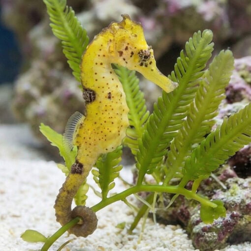 Kuda Black Seahorse - Image 3