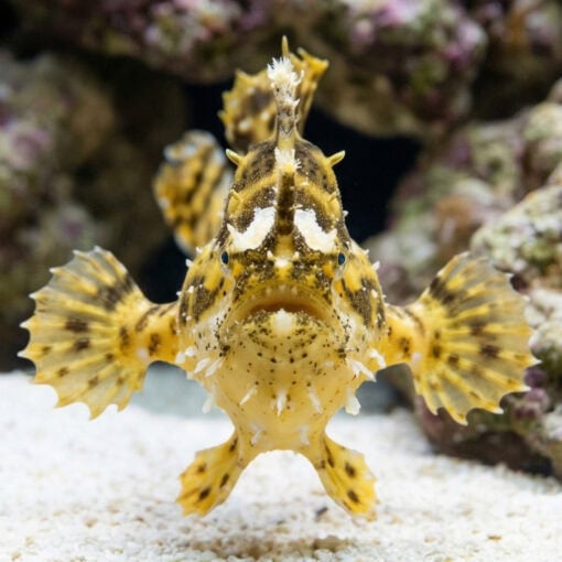 Sargassum Angler - Image 2