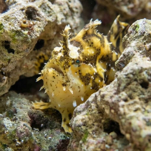 Sargassum Angler - Image 4
