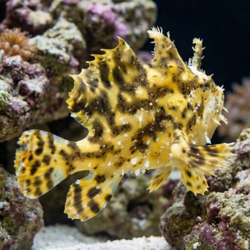 Sargassum Angler yellow-brown mottled frogfish with spiny dorsal fin swimming near coral reef rocks