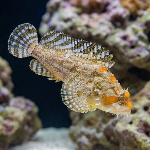 Colored Toadfish