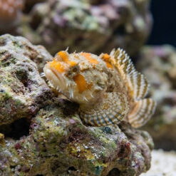 Colored Toadfish perched on live rock, displaying orange patches, fanned dorsal fin, and textured camouflage coloring in reef environment