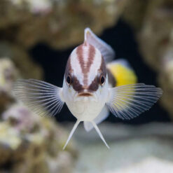 Alternative view of Picta Coris Wrasse