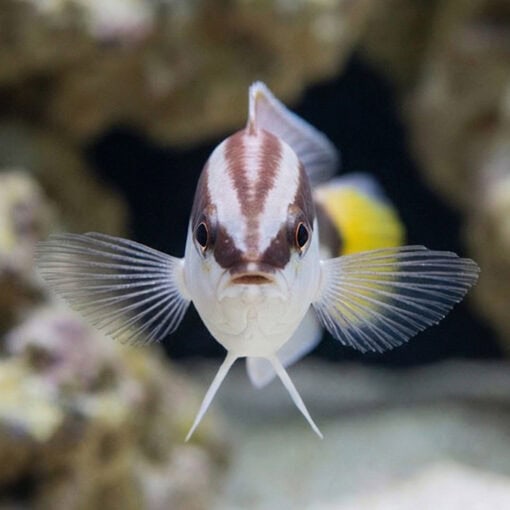Picta Coris Wrasse - Image 2
